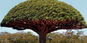 Dragon Blood - Drachenblut-Baum